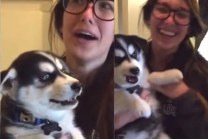 Vaiko balsu prakalbęs šuo nustebino net pačią šeimininkę