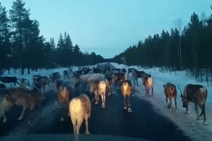 Užfiksavo vaizdelį Norvegijoje: „Neteko matyti nieko panašaus“
