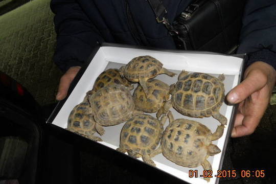 Laukinės gamtos dieną – išgelbėtų vėžliukų padėka pareigūnams