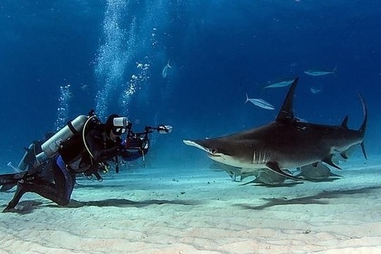 Narai užfiksavo, ką reiškia akis į akį susidurti su rykliu