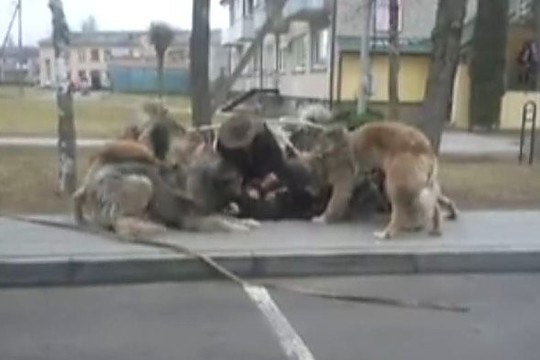 Žemaičio šunų kinkinys vidury miesto įvykdė kraupią egzekuciją