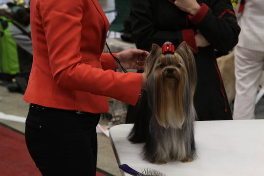 Vilniuje išrinktas gražiausias šuo