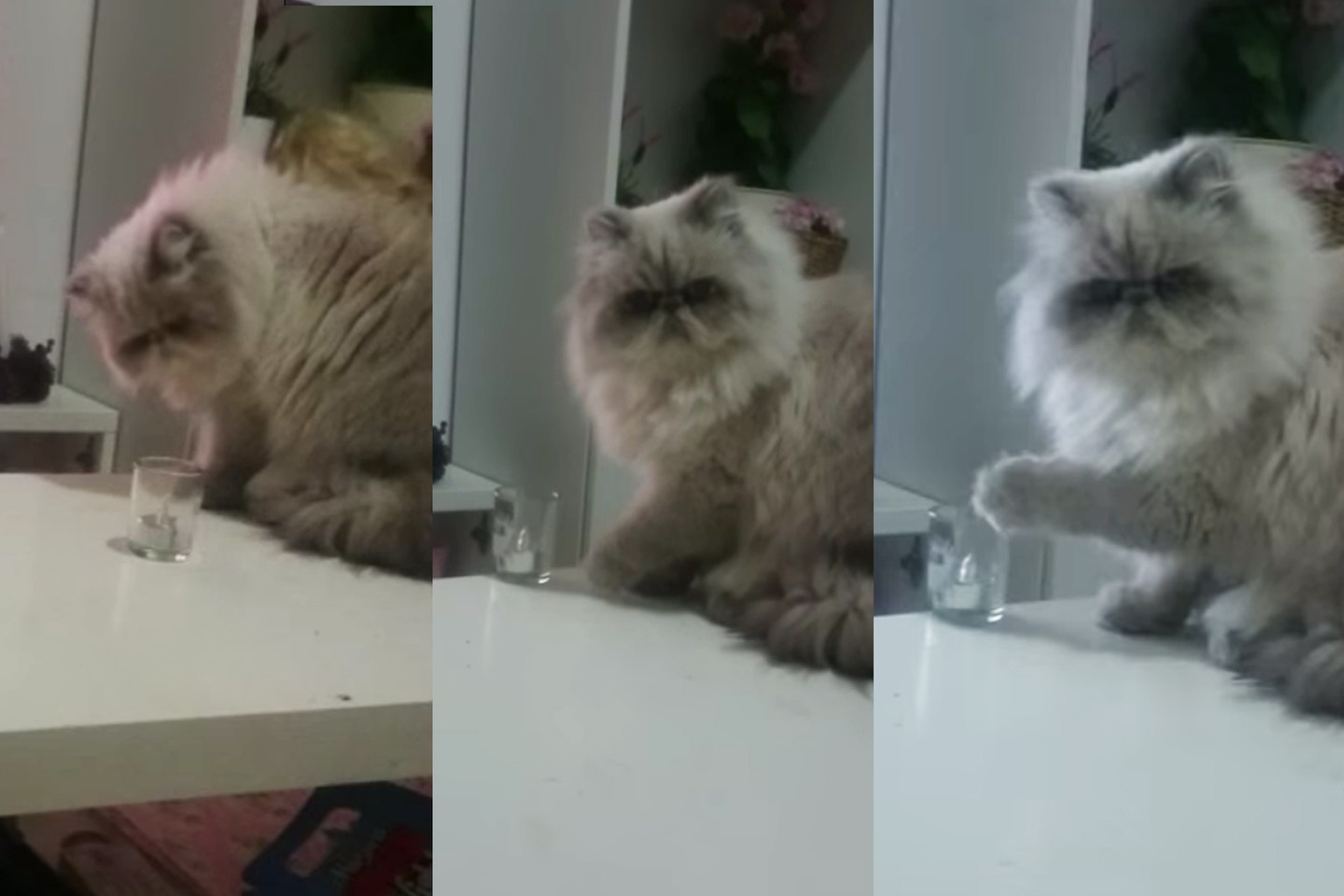 Tarsi velnio išpera, bežiūrėdamas tiesiai į akis, savo nekalta, minkšta ir pūkuota letenėle negailestingai numetė stiklinę nuo stalo.