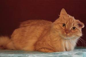 Išskirtinės išvaizdos katinas, nuo kurio grožio neatplėšite akių