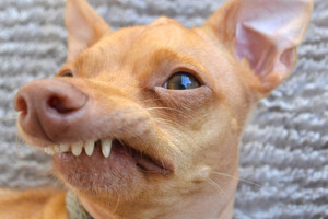 Gyvenimo nelaimė keistos išvaizdos šuniui priviliojo sėkmę