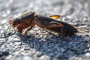 Kova su kenkėjais: priemonės, padedančios išnaikinti kurklius