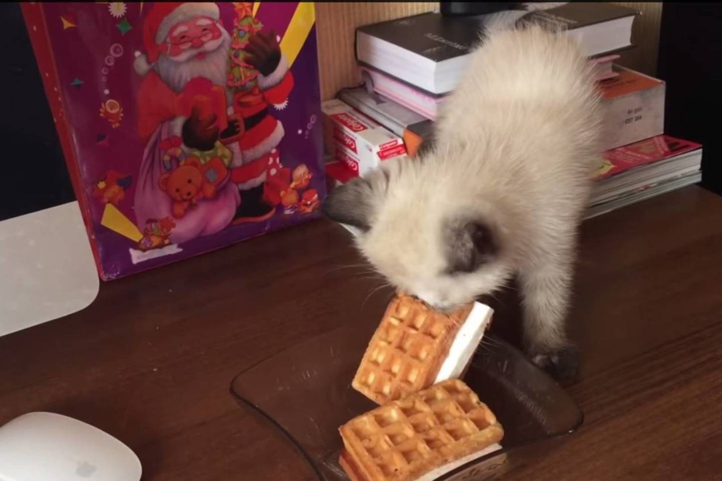 Vagystė kačiukui neišdegė.