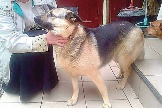 Veterinarijos gydytojų komisija pradės tyrimą dėl nudaigoto šuns