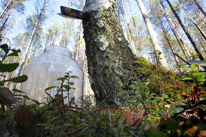 Žolininkė ir miškininkas patarė, kaip paruošti sulą, kad užtektų iki rudens