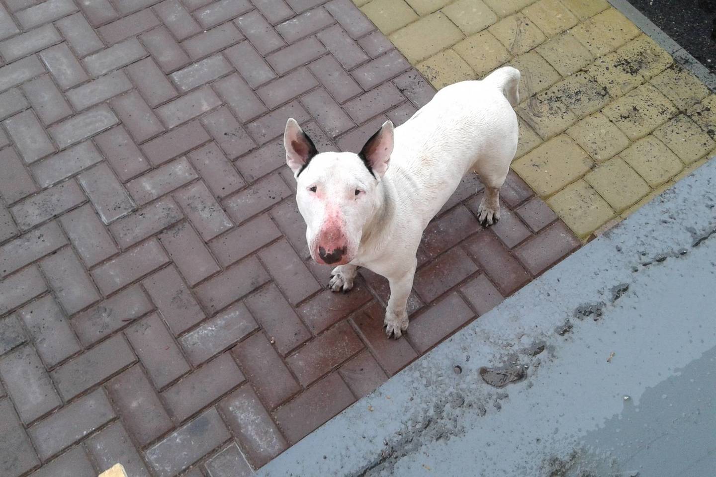 Dėl agresyvaus šuns ant kojų buvo sukelti ne tik pareigūnai, bet ir miesto valdžia.