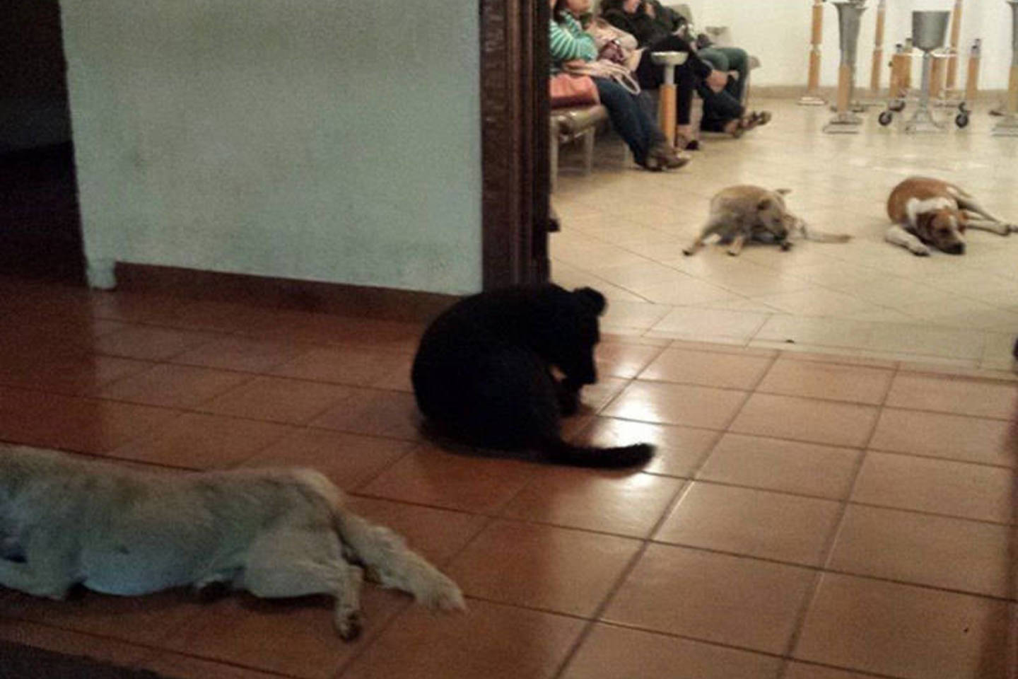 Į šarvojimo salę atėję šunys nustebino artimuosius.