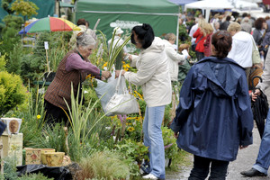 Augalų augintoja pasipiktino – sodinukų mugėje neliko vietos