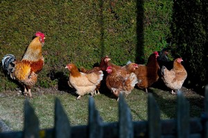 Pasaulyje daugėja žmonių sergančių paukščių gripu
