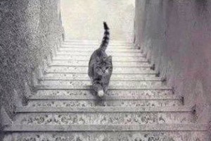 Neįtikėtina nuotrauka: kur lipa katė – aukštyn ar žemyn?