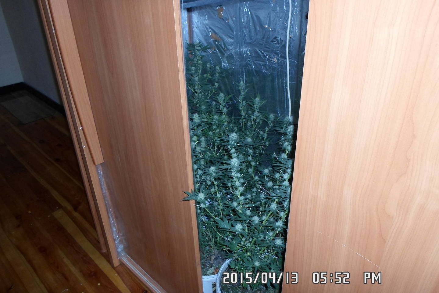 Klaipėdiečio spintoje policija rado augančių kanapių.