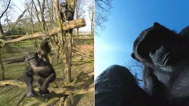 Smalsi šimpanzė „nukalė“ skraidyklę ir maivėsi prieš kamerą