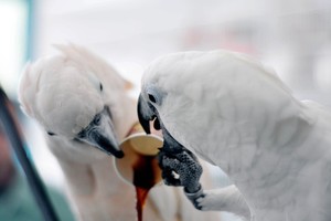Priklausomybę kofeinui pajutusios papūgos kavą vagia iš žmonių