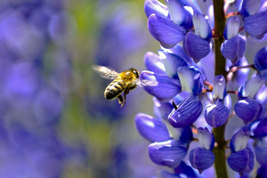 Gausialapis lubinas – Lietuvos gamtai pavojų keliantis augalas