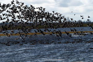 Į Raudonąją knygą įrašytų paukščių galima išvysti ir ant takų