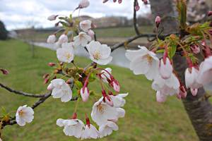 Skaitytojas kviečia pasigrožėti Kaune pražydusiomis sakuromis