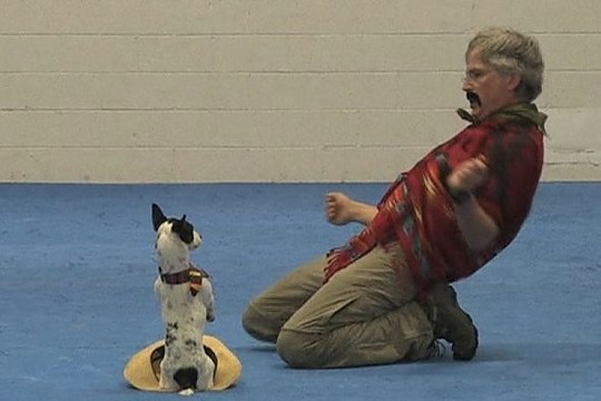 Nepatikėsite savo akimis: šokančių šunų pasirodymai