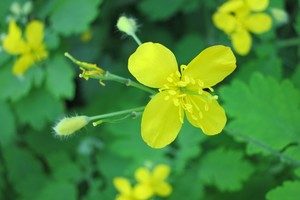 Kokios vaistažolės padeda gydantis vėžį?