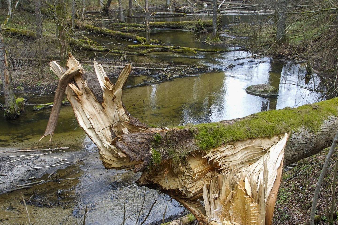 Per pasivaikščiojimą miške skaitytoja rado nusikankinusį gyvūną.