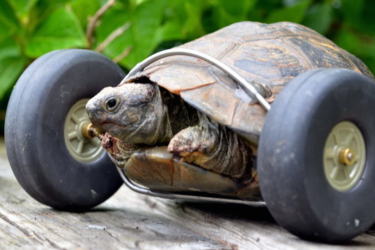 100 metų sulaukusiam vėžliui turės laiku keisti padangas