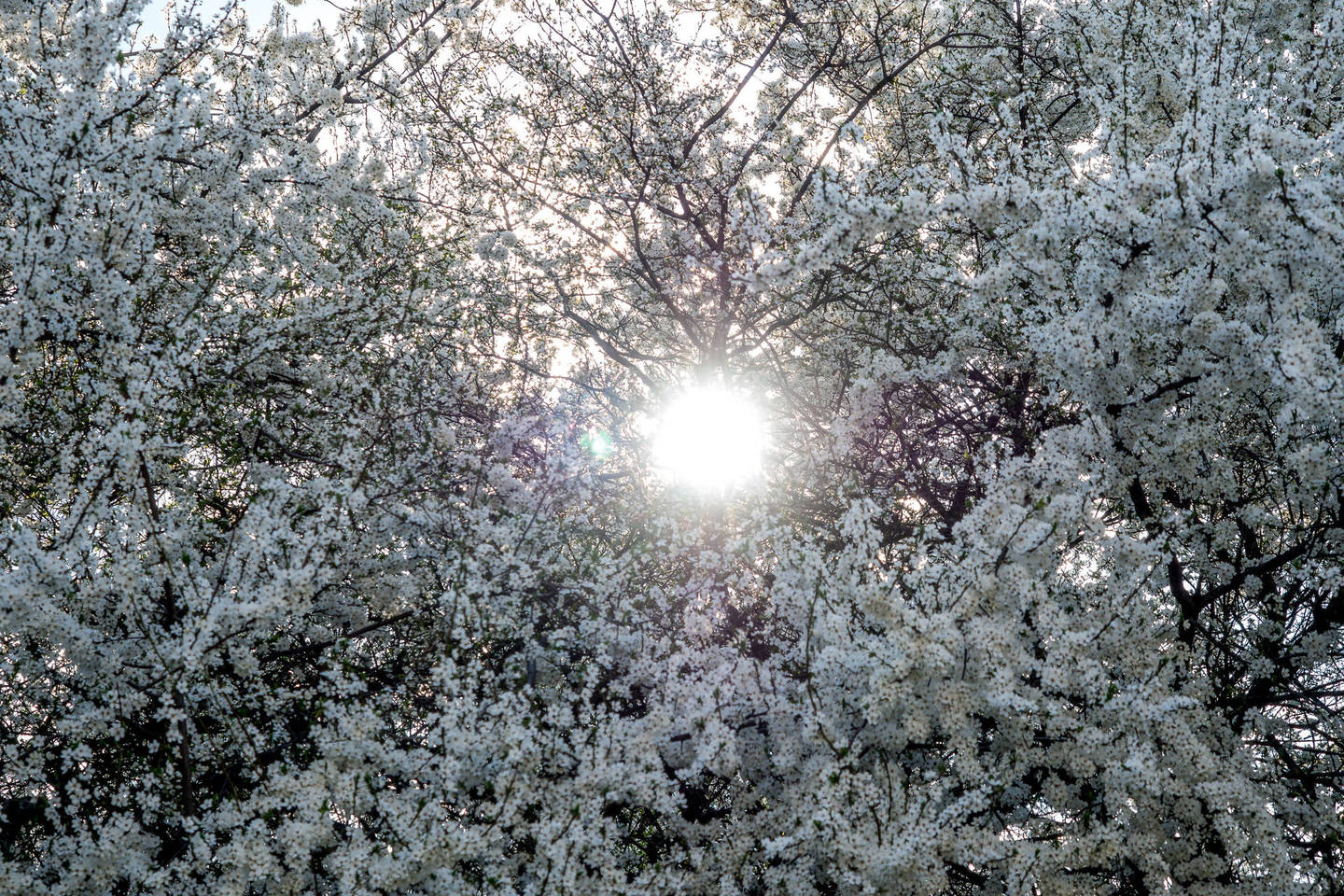 Saulėtas vakaras Verkiuose.