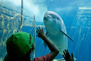 Žemėje jau yra ateivių: tai – delfinai