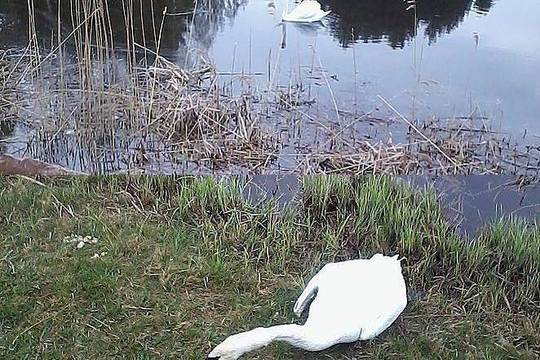 Gulbių ištikimybė: patelė nenorėjo atiduoti negyvo patinėlio