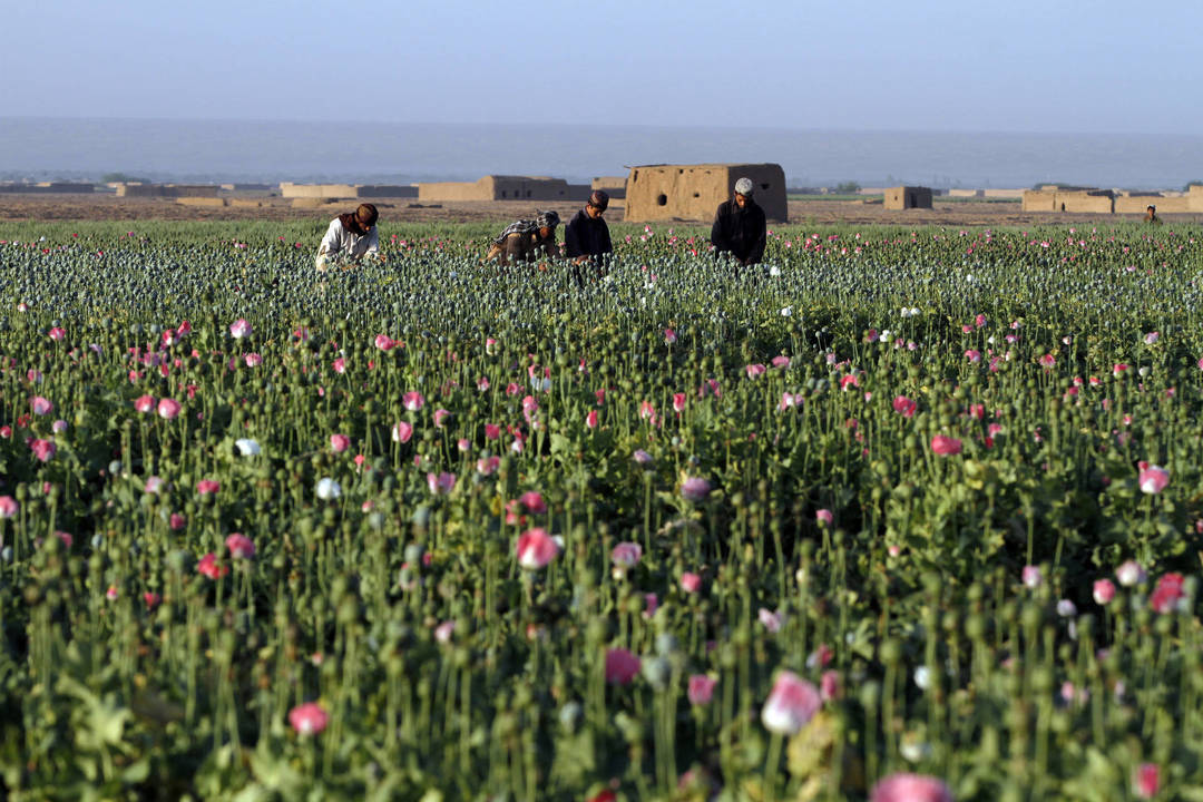 Afganistane renkamas pirmasis aguonų derlius.<br>AP nuotr.