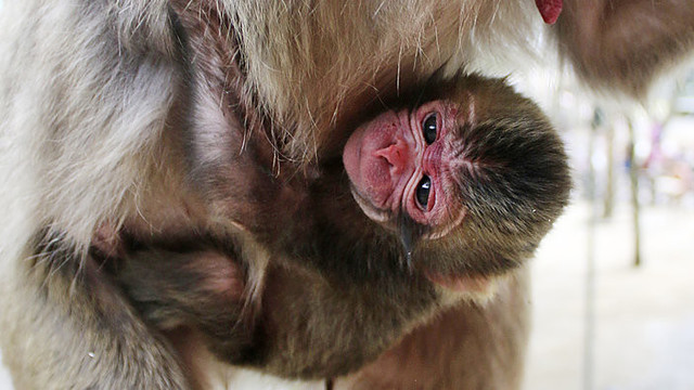 Japonai atsiprašinėja už beždžionės Šarlotės vardą