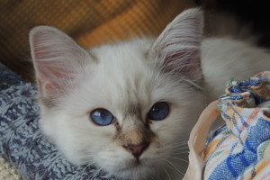 Kaune – mėlynakė gražuolė, suviliojusi patį Karlą Lagerfeldą