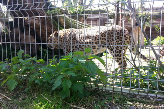 Smalsuoliai privertė klaipėdietį atidaryti zoologijos sodą