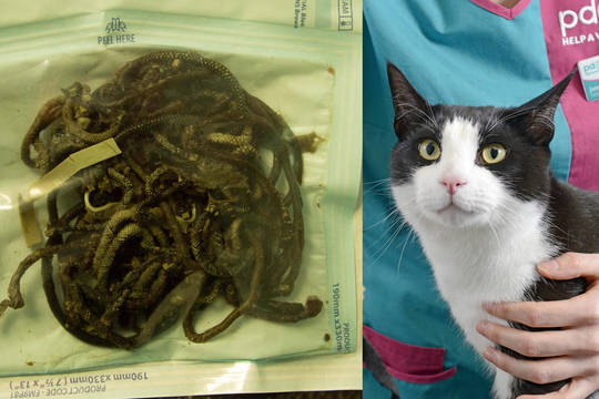 Veterinarė nepatikėjo savo akimis: tai buvo prarijęs katinas