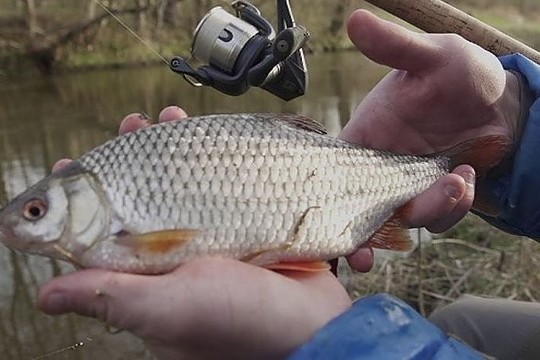 Stambių kuojų žvejyba plūdinėmis meškerėmis upelyje (II)