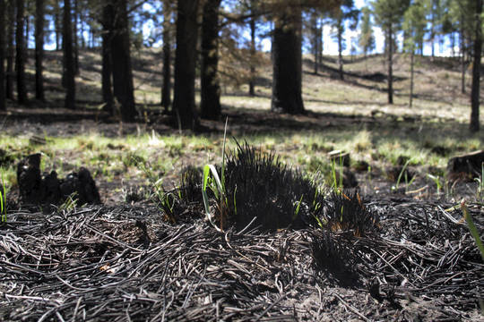 Miške paklydusi moteris išgyveno gerdama savo pieną
