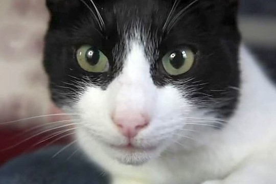 Šio katino murkimas prilygsta automobilio garsui