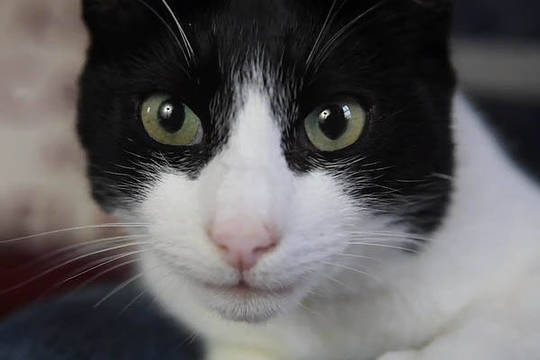 Išgirskite: katinas rekordininkas murkia kaip automobilis