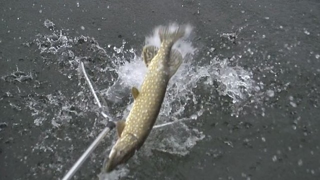 Žvejyba labai giliame ežere: kokį masalą renkasi lydekos?