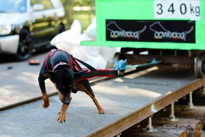 Varžybose „Powerdog“ – kraują stingdantys šunų pasirodymai