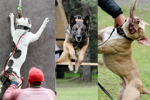 Žvėrišką galią demonstravę šunys išsiaiškino, kuris stipriausias
