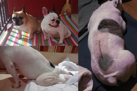 Su nuolaida šunį parduotuvėje nusipirkusi vilnietė pasigailėjo