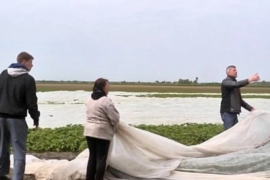 Ankstyvosios bulvės. Kaip ūkininkai jas užaugina? (II)