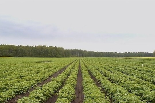 Nustebsite, kaip Lietuvoje auginamos ankstyvosios bulvės