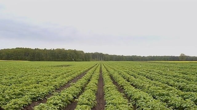 Nustebsite, kaip Lietuvoje auginamos ankstyvosios bulvės