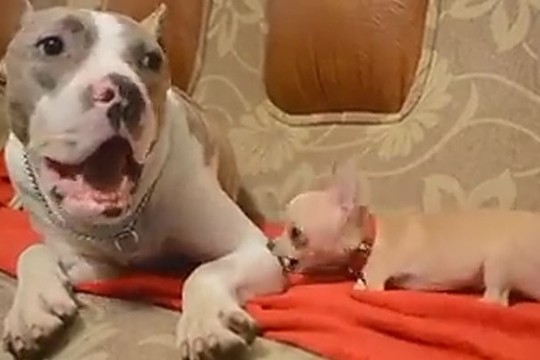 Geležinė kantrybė: čichuachua nepavyko išnervinti pitbulterjero