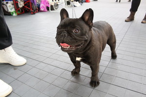 Parodoje išrinkti patys gražiausi šunys