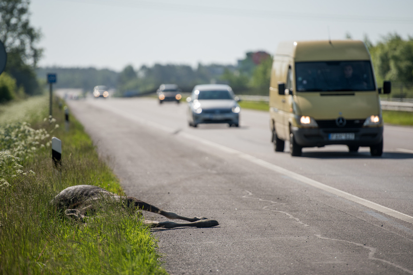 Greitkelyje prie Vilniaus žuvo briedis.<br>D.Umbraso nuotr.